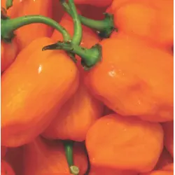 Hot Pepper - Habenero (Bulk Seed)