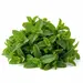 HERB MINT OG | 1 LB