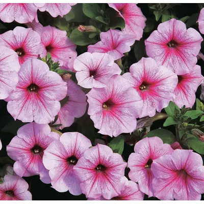 Petunia - Shock Wave Pink Vein (Seed)
