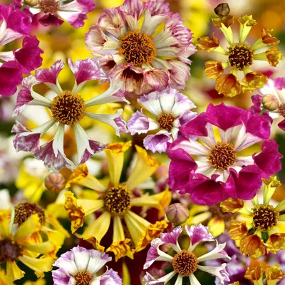 Coreopsis - Incredible Sea Shells Mix (Seed)