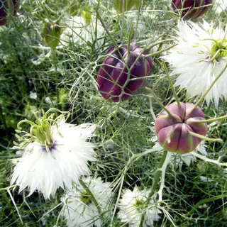 Nigella - Albion Black (Seed)