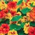 NASTURTIUM TALL SING MIX 25G