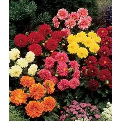 Dahlia - Rigoletto Mix (Bulk Seed)