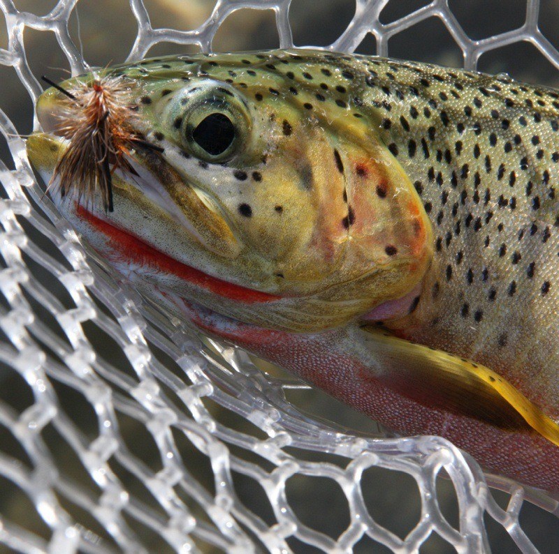 Trout in a net with fly caught in its mouth.