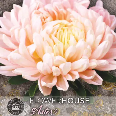 Aster - Classic Salmon Rose (Seed)