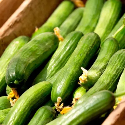 Cucumber - Mini Muncher (Seed)