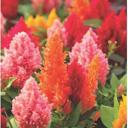 Celosia - Glorious Mix (Bulk Seed)