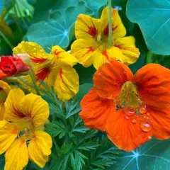 Nasturtium - Jewel Dwarf Double Mix (Bulk Seed)