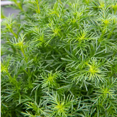 Herb - Russian Tarragon (Seed)