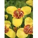 Tigridia and Ferraria Mix - 10/pkg