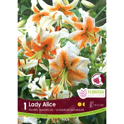Lily - 'Lady Alice' 1/pkg