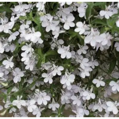 Lobelia - Cascade White (Seed)