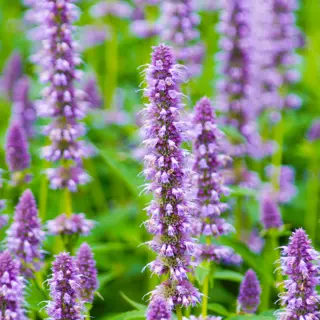Anise Hyssop (Seed)
