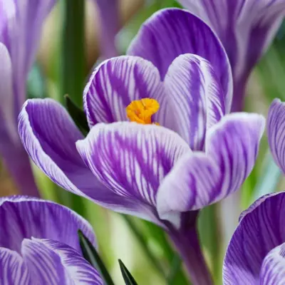 Crocus - 'Pickwick' 25/pkg