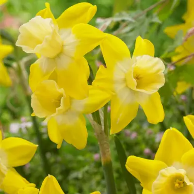 Daffodil - 'Hillstar' 10/pkg