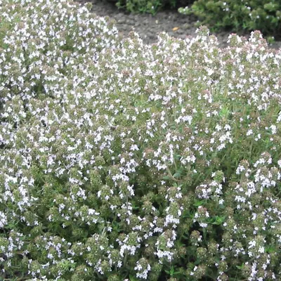 Herb - Thyme Orange Scented (Seed)