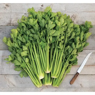 Celery - Tango (Organic Seed)