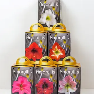 Potted Amaryllis