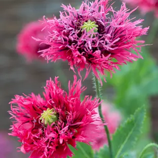 Poppy - Rose Feathers (Seed)