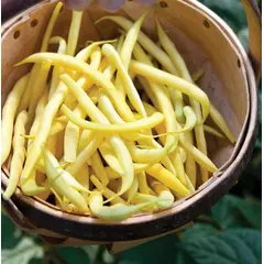 Bean - E-Z Gold (Bulk Seed)