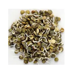 French Lentil Sprouts