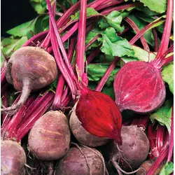 Beet - Detroit Dark Red (Bulk Seed)