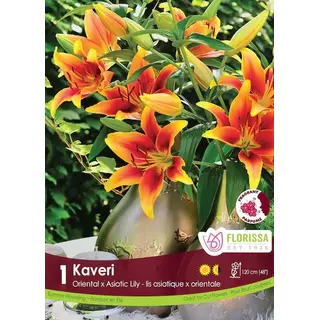 Lily - 'Kaveri' 1/pkg
