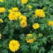 Marigold - Mission Giant (Seed)