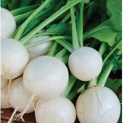 Turnip - Market Express Baby Turnip (Bulk Seed)