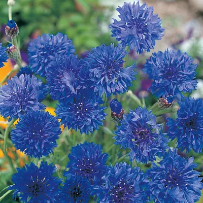 Cornflower - Blue Diadem (Seed)