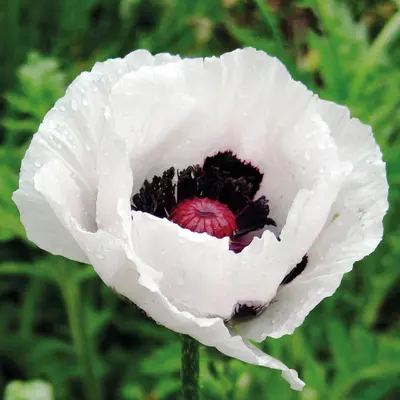 Poppy - Oriental Royal Wedding (Seed)