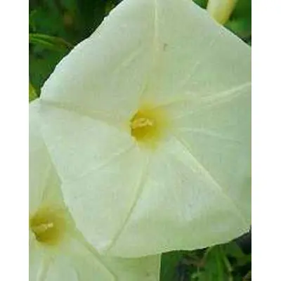 Morning Glory - Moon Flower (Seed)