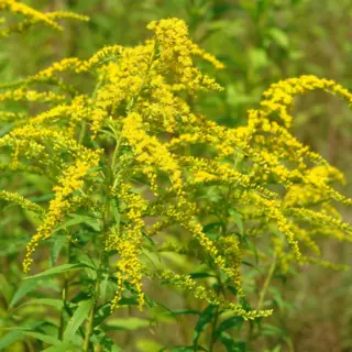 Canada Goldenrod (Seed)