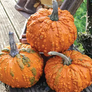 Pumpkin - Zombie (Seed)