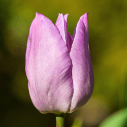 Tulip Flowers