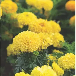 Marigold - Pineapple Crush (Bulk Seed)