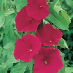 Morning Glory - Scarlet O'Hara (Bulk Seed)