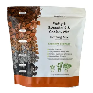 Molly's Succulent Mix