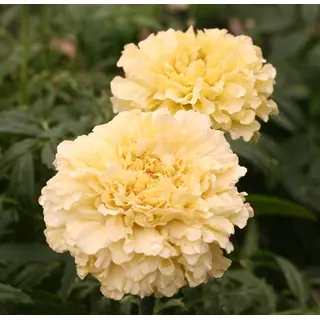 Marigold - Kilimanjaro Vanilla White (Seed)