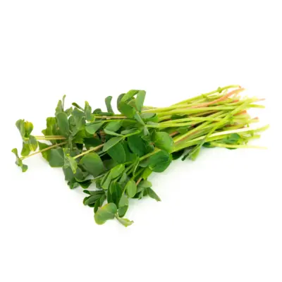 Microgreen Salad Seed Mix
