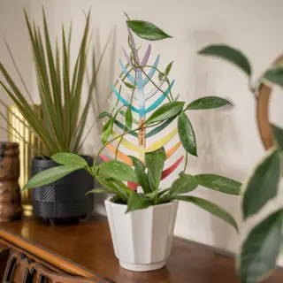 Palmella Wooden Plant Trellis