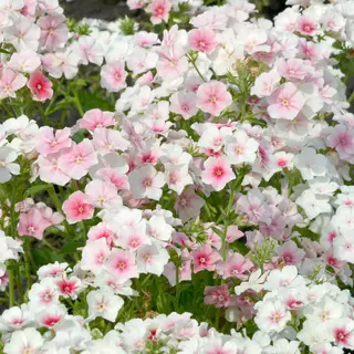 Phlox - Blushing Bride (Seed)