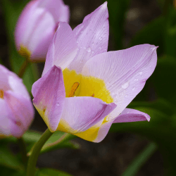 Tulip Flowers