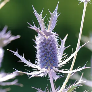 Sea Holly - Leavenworth (Seed)