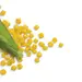 FLOUR CORN OG | 25 LBS