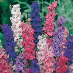 Larkspur - Double Giant Imperial Mix (Bulk Seed)