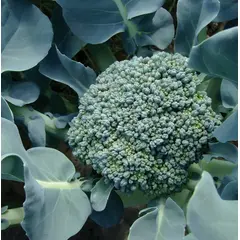 Broccoli (Bulk Seed)