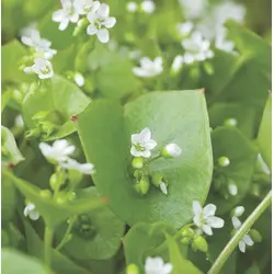 Greens - Claytonia (Bulk Seed)