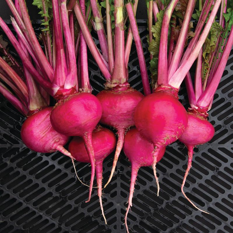 Scarlet Ohno Revival Organic