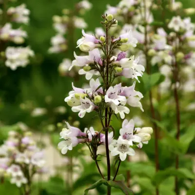 Foxglove Beardtongue (Seed)